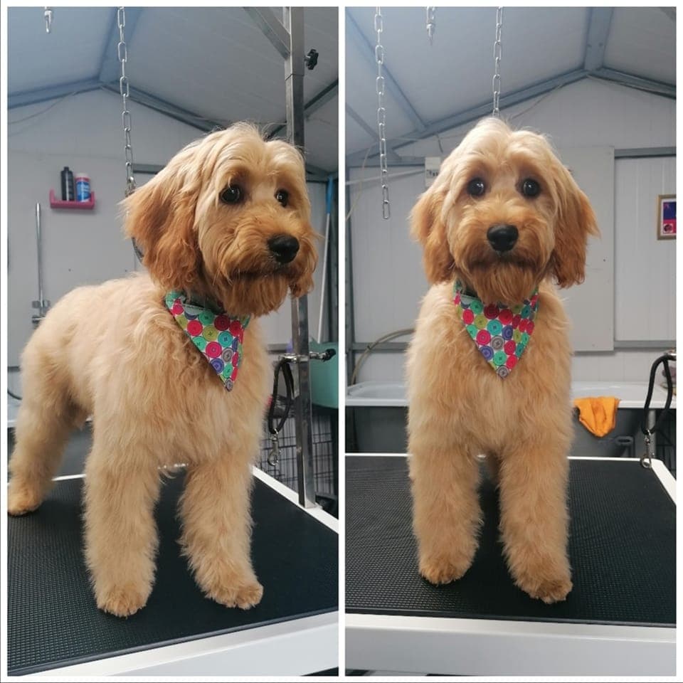 Professional grooming service