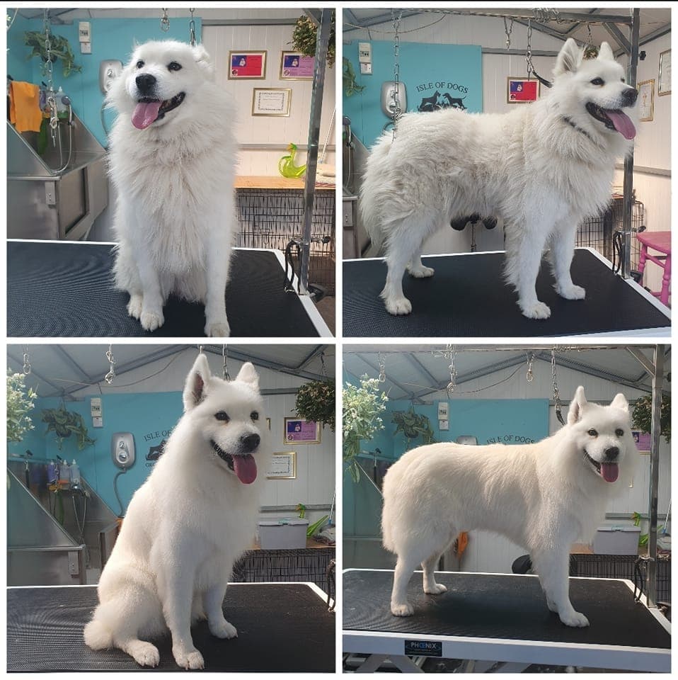 Beautiful dog transformation