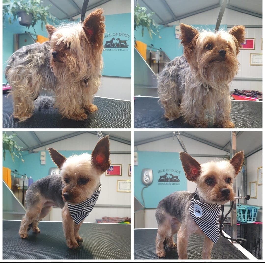 Expert grooming care